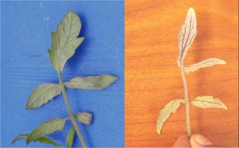 Figure 2. Phosphorus deficiency in tomato leaves. Note the veinal purpling on lower leaf surface.